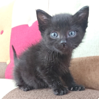 予約募集 子猫ちゃん黒猫③
