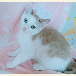 スカイブルーの瞳の可愛い仔ちゃん♪はちゃんこ
