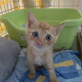 ちょび太、目力強いです！