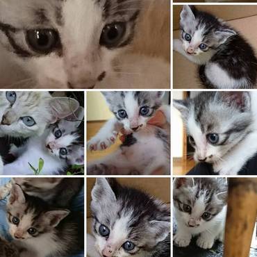 白サバトラちゃん❤️お鼻の横の黒い模様がチャームポイント