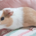 モルモットの里親募集