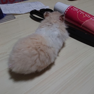 ゴルハム里親募集