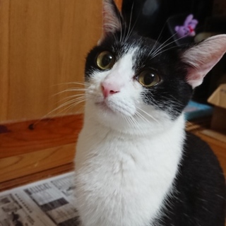 猫の母子2匹里親募集