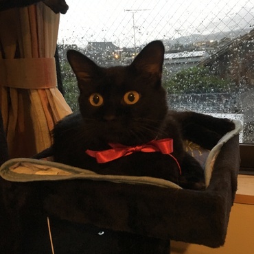 黒いキャットタワーに溶け込む黒猫ココア