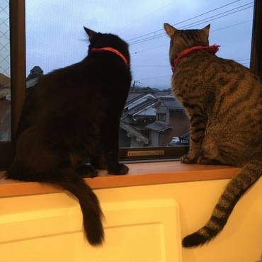 2匹で雨の世界を見つめています