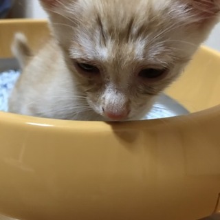 ◆仔猫の里親募集中です◆