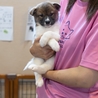 子犬ちゃんの里親募集中 サムネイル3