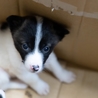 子犬ちゃんの里親募集中 サムネイル4