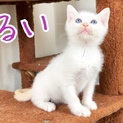 生後約二ヶ月半、美形白猫三姉妹