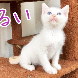 生後約二ヶ月半、美形白猫三姉妹