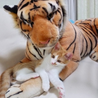 肩乗り子猫兄弟