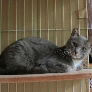 ロシアンミックスの男の子