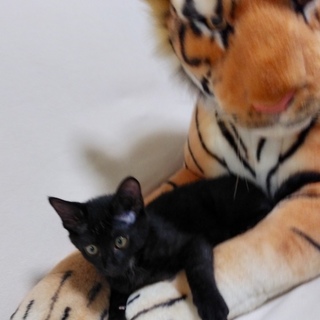 ３ヶ月半の甘えん坊子猫兄弟で募集