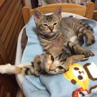 元気いっぱい！　兄妹猫一緒での募集です