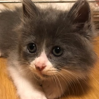 ふわふわモコモコ長毛女の子