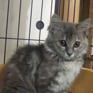 毛長で泣き顔さんの子猫 7月14日に保護