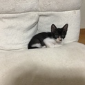 仔猫（白黒）