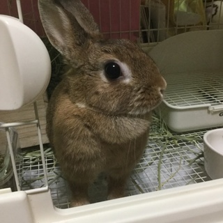 チェスナットうさぎ女の子 ※一旦募集を停止します