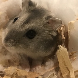 急募です(´；ω；｀)