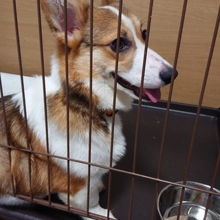 メスのコーギー