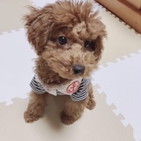 タルト