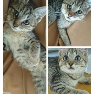 キジトラ女の子里親募集です✨