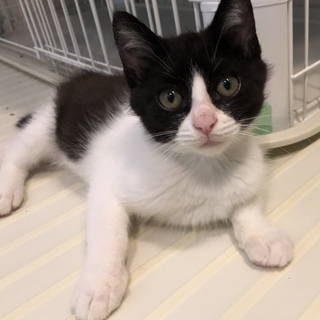 少し控えめハチワレ男子