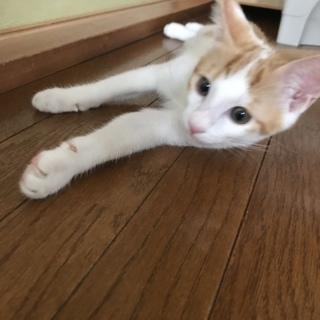 甘えっ子のおあげ君♡