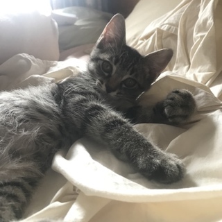 元野良出身 人間大好き ビッグボーイ「りん君」