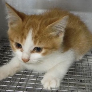 里親様に迎えられました。有難うございました。