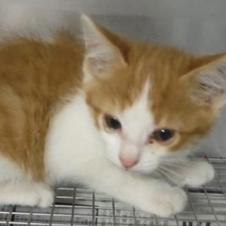 里親様に迎えられました。有難うございました。