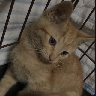 甘えん坊で寝る時も一緒のちゃとらこねこ