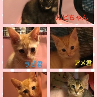 可愛い仲良し5ニャンズ。