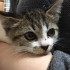里親決定。みどりちゃん☆1ヶ月半 サムネイル2