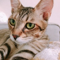 ビビちゃん