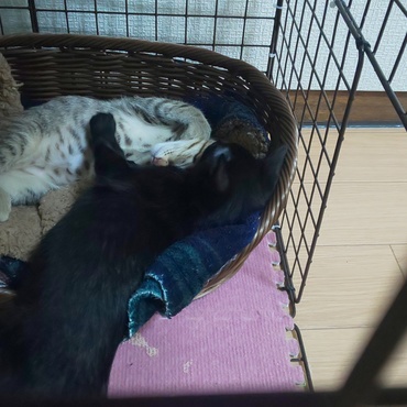 やっぱり落ちてますよ