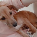 ｲﾀｸﾞﾚ×ﾀﾞｯｸｽのﾐｯｸｽ犬