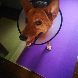 結果・・・外耳炎でした