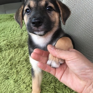 里親さま決まりました☆