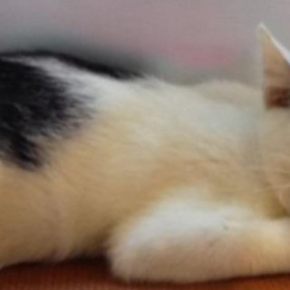 譲渡されました。