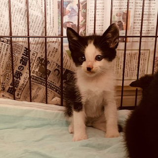 １か月半の可愛い八ちゃん