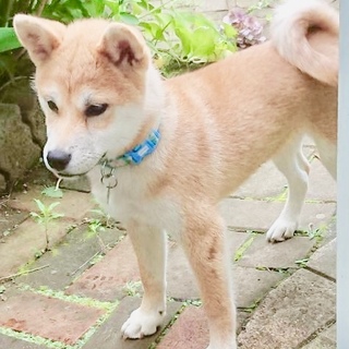 柴の子犬 里親様 募集しています