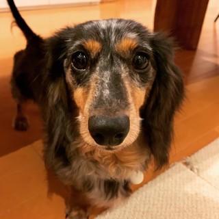 元気一杯！明るさ満点なナッツちゃん