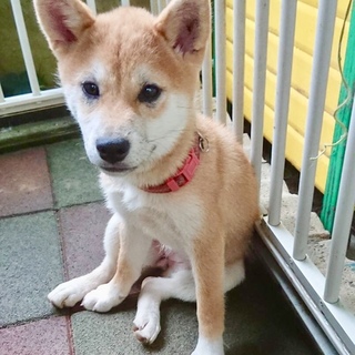 柴の子犬 里親様を募集しています