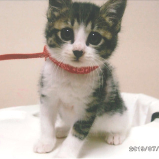 人馴れして、とてもおとなしい子猫です=^_^=