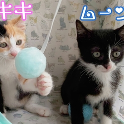 保護猫の譲渡会　名張市