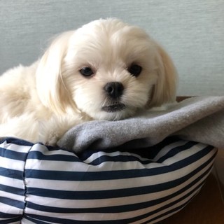 人が大好きで可愛いです。