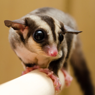 フクロモモンガの里親募集　(脱嚢2ケ月メス2匹)