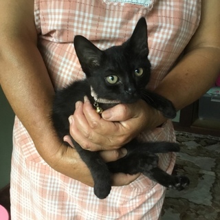 終生飼える方