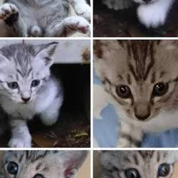 里親さん募集の子猫ちゃん紹介❤️